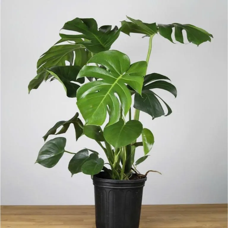 Chậu Cây Trầu Bà Nam Mỹ (Monstera) trang trí sân vườn, decor không gian sống - Cây nội thất thanh lọc không khí