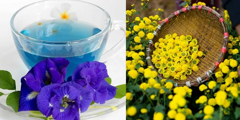 Cách giảm cân bằng trà hoa cúc đậu biếc