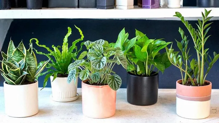 Chậu cây cảnh mini xanh tươi